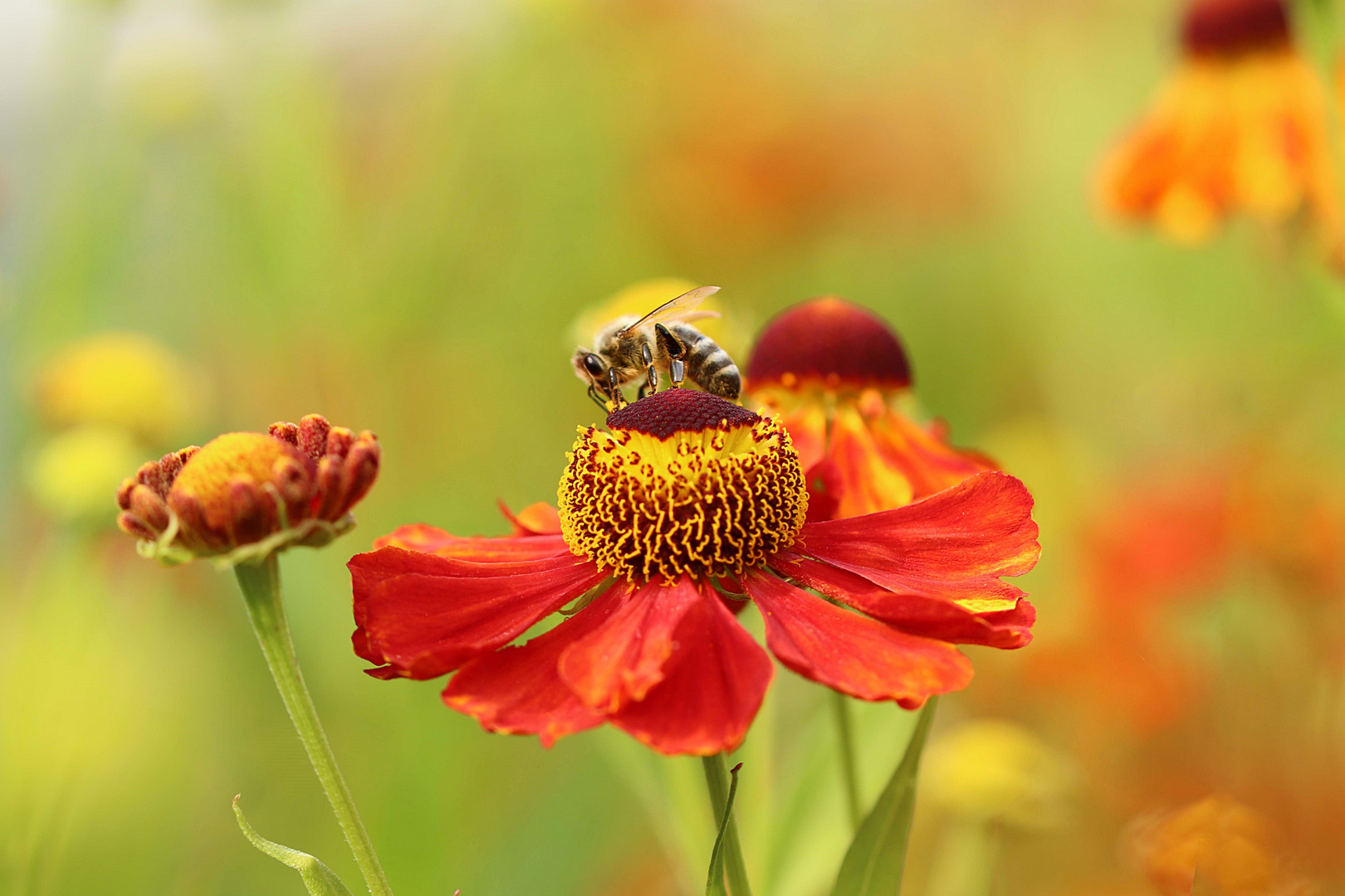 Bienchen auf Blümchen