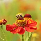 Bienchen auf Blümchen