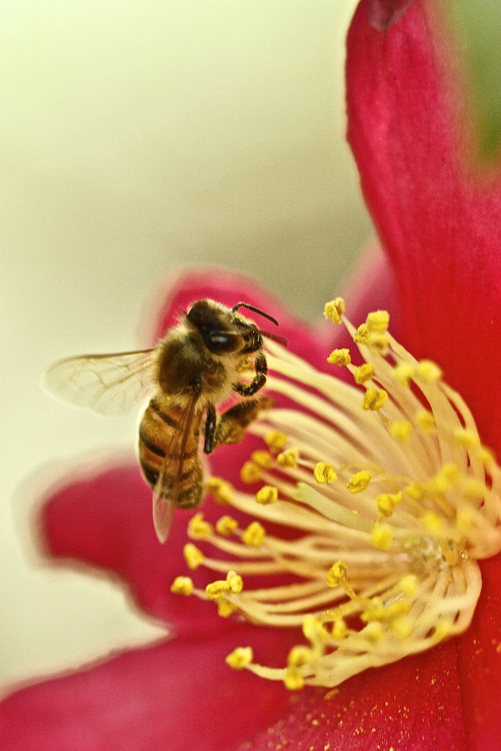 Bienchen auf Camellia