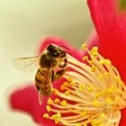 Bienchen auf Camellia