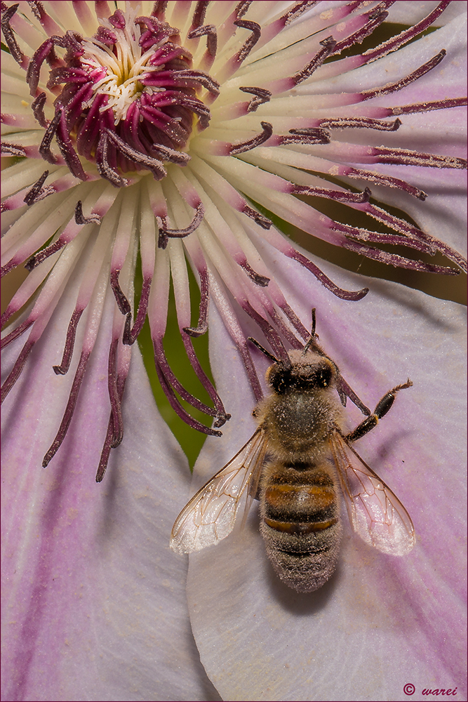 Bienchen auf Clematis