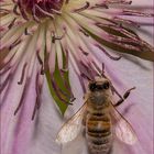 Bienchen auf Clematis