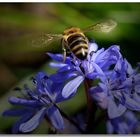 Bienchen auf dem Blütengipfel