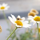 Bienchen auf dem Gänseblümchen