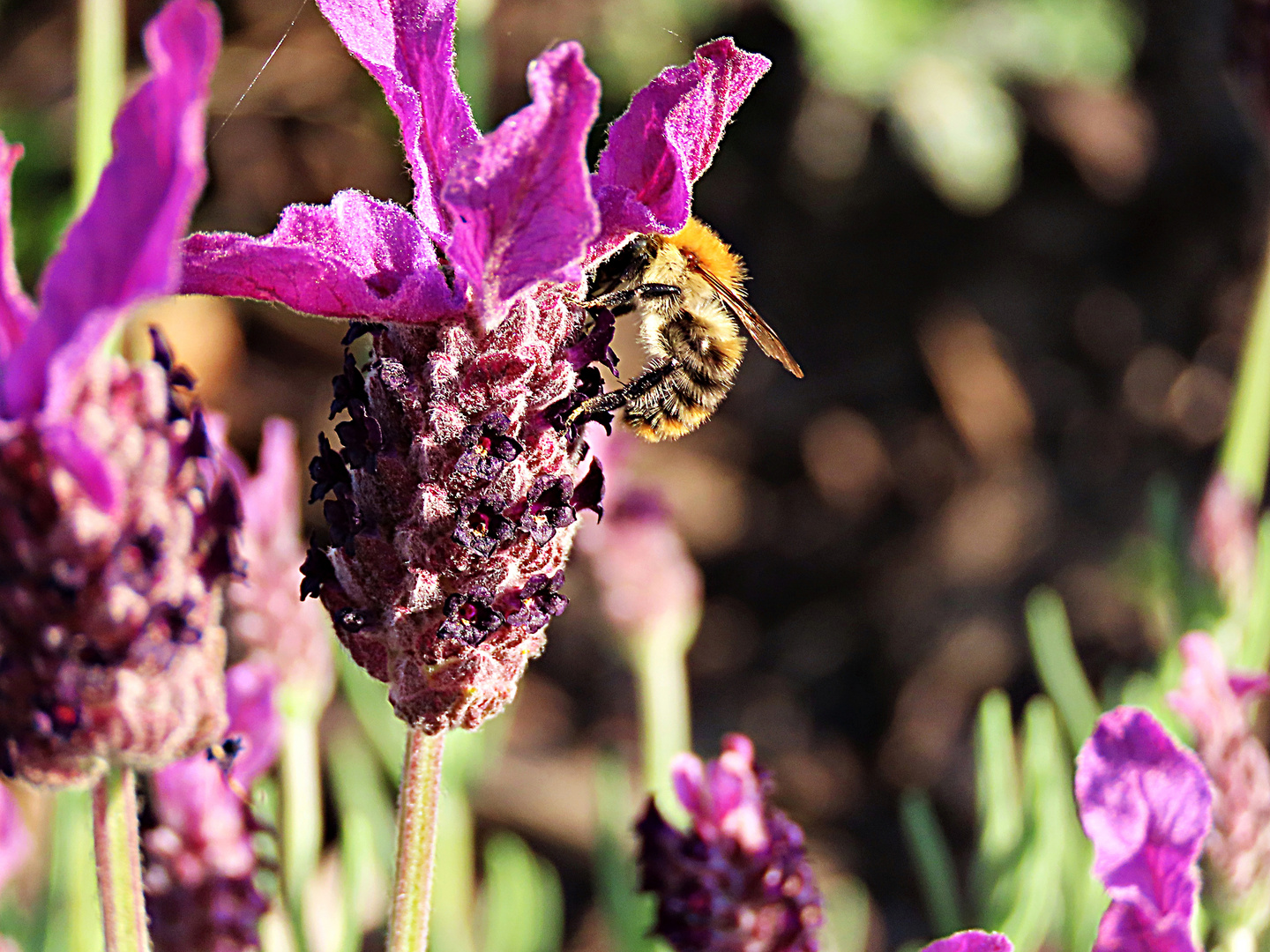 Bienchen auf dem Lavendel