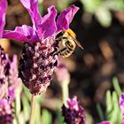 Bienchen auf dem Lavendel