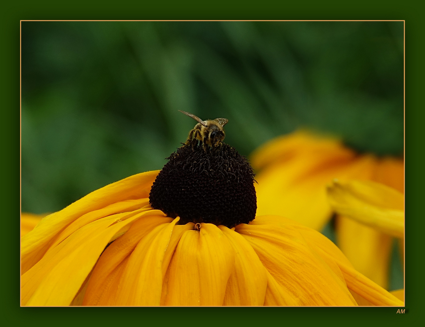 Bienchen auf dem Sonnenhut 