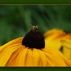 Bienchen auf dem Sonnenhut 