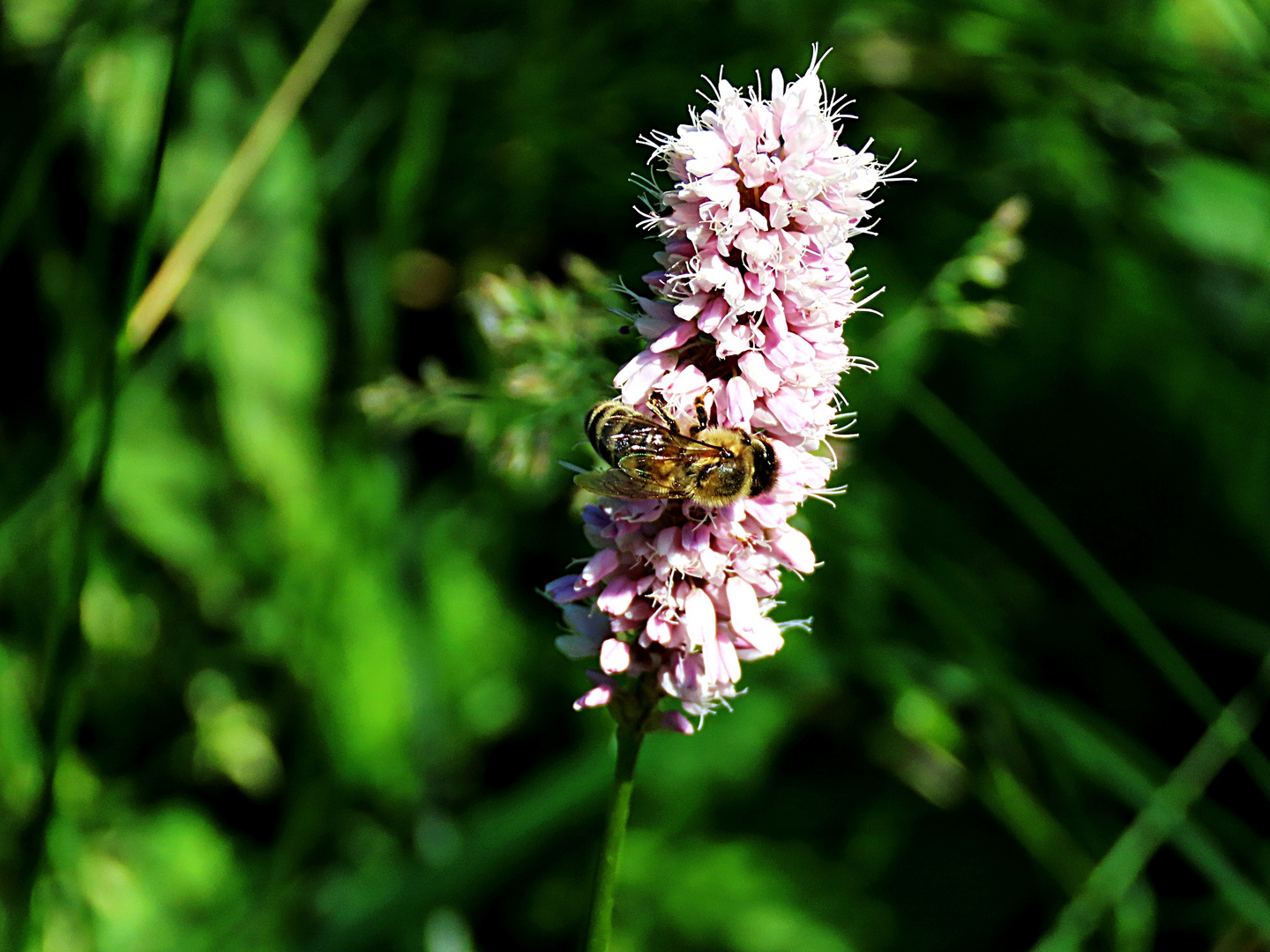 Bienchen auf dem Wiesenknöterich zum Thementag