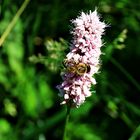 Bienchen auf dem Wiesenknöterich zum Thementag