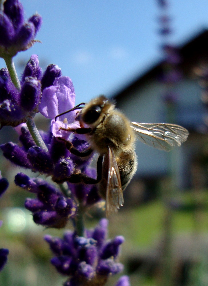 Bienchen auf der Blüte