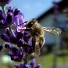 Bienchen auf der Blüte