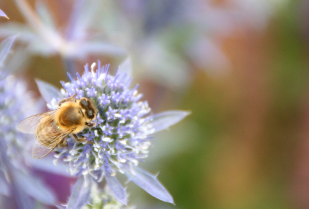 Bienchen auf der Buga