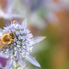 Bienchen auf der Buga