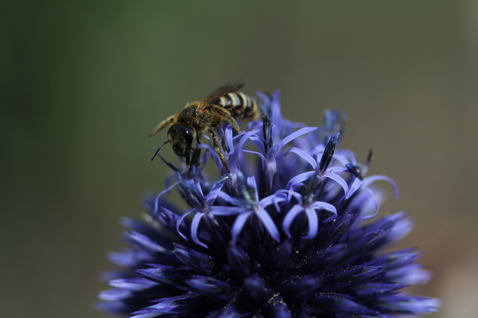 Bienchen auf der Kugeldistel