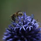 Bienchen auf der Kugeldistel