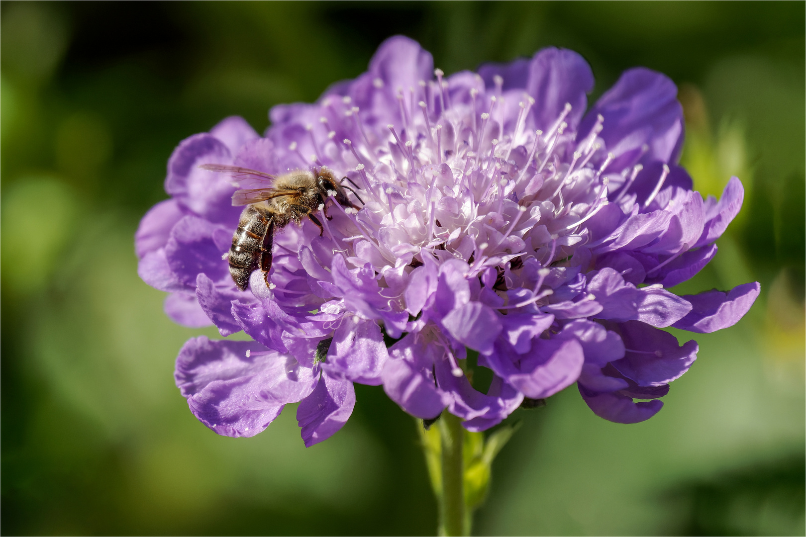 Bienchen auf der Skabiosenblüte  .....