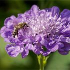 Bienchen auf der Skabiosenblüte  .....