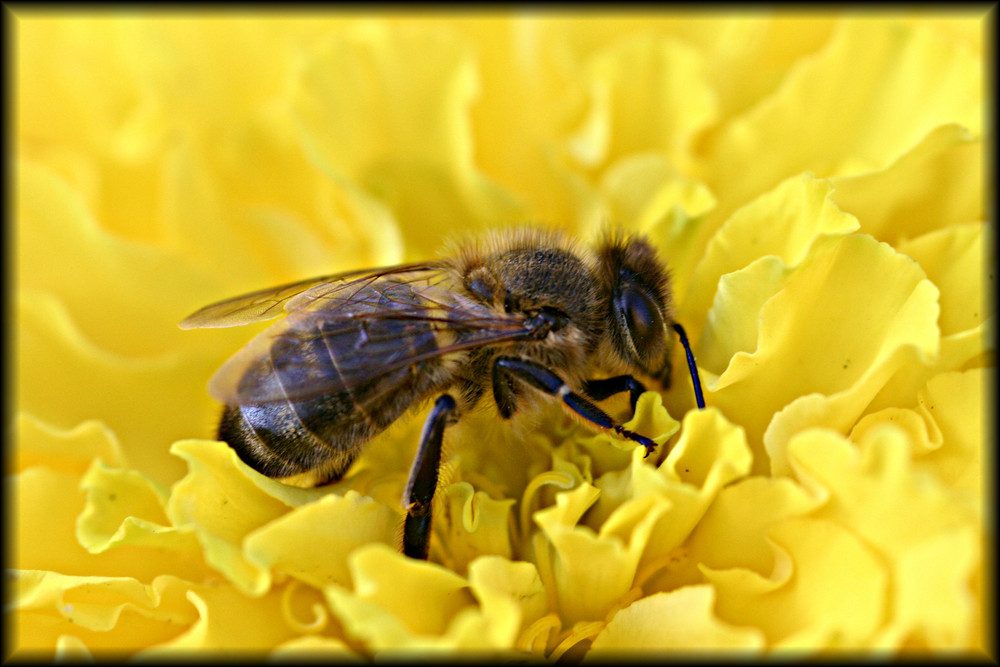 Bienchen auf der Suche....