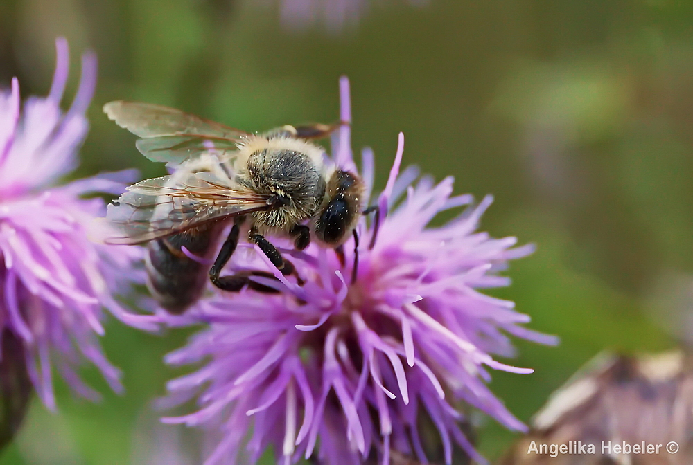 "Bienchen auf Distel"