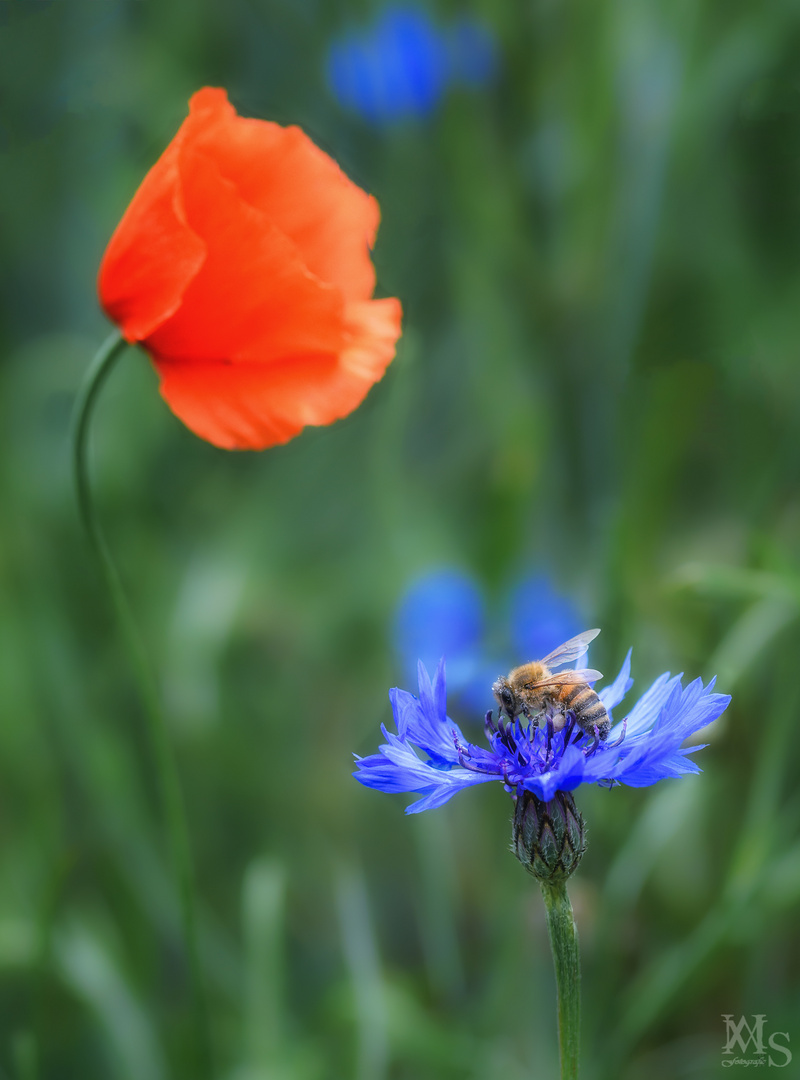 Bienchen auf einer Kornblüte 