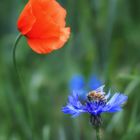 Bienchen auf einer Kornblüte 