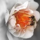 Bienchen auf einer Rosenblüte