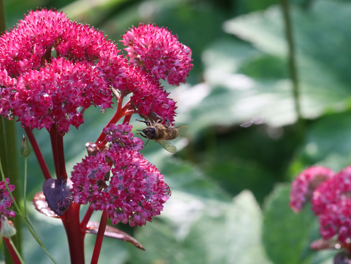 Bienchen auf Fetthenne