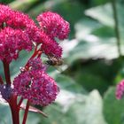 Bienchen auf Fetthenne