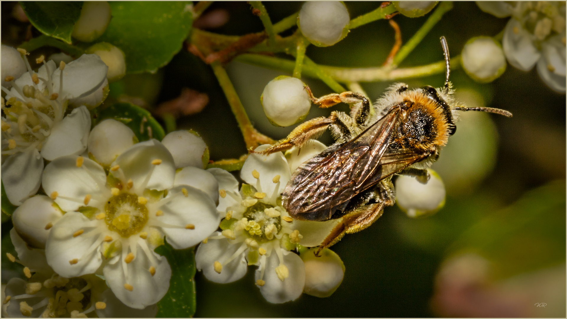 Bienchen auf Feuerdorn