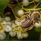 Bienchen auf Feuerdorn