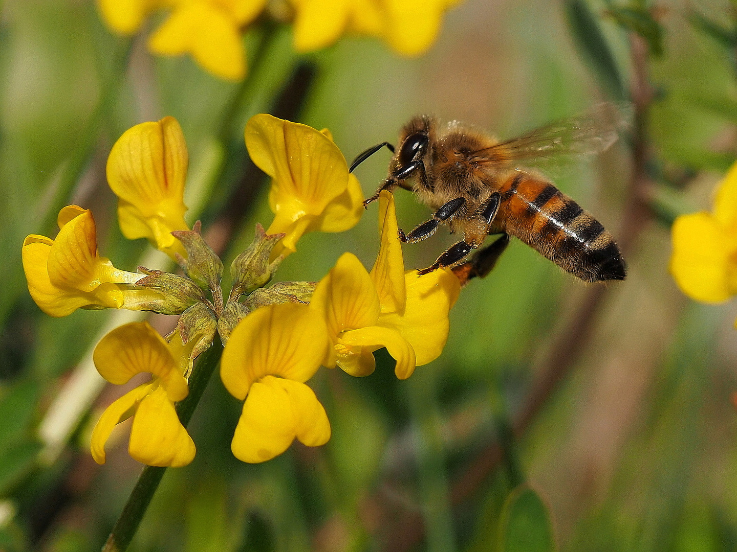 Bienchen auf Futtersuche....