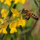 Bienchen auf Futtersuche....