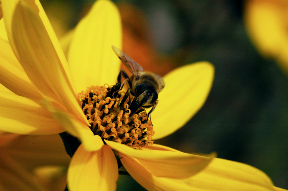 Bienchen auf Gelb