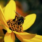 Bienchen auf Gelb