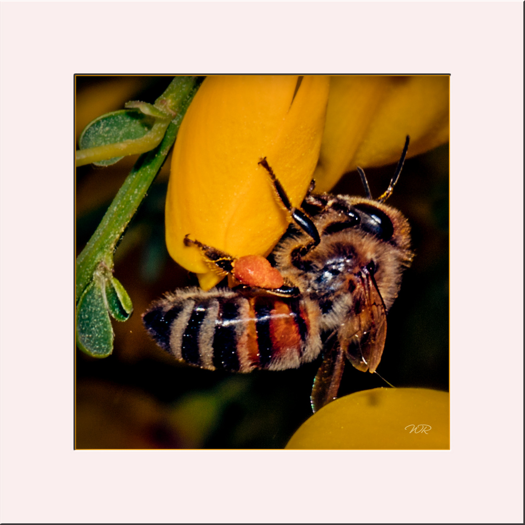 Bienchen auf Ginster