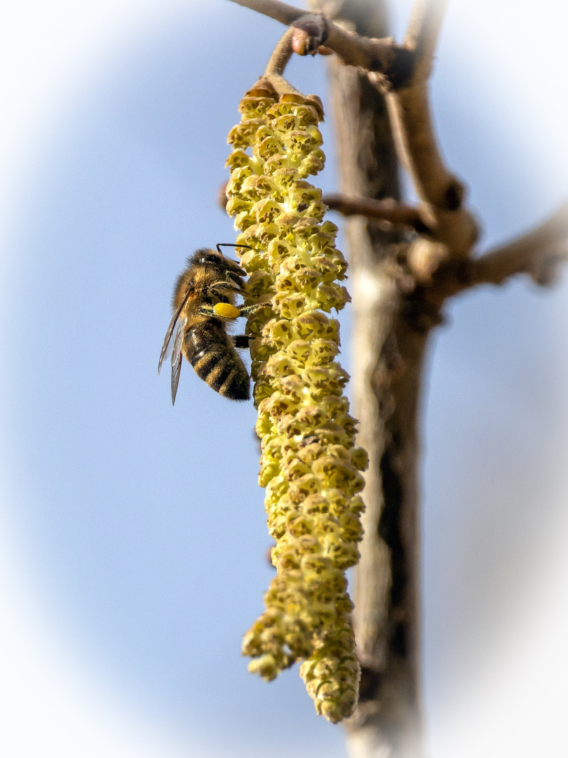 Bienchen auf Hasel