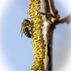 Bienchen auf Hasel