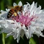 Bienchen auf Kornblume