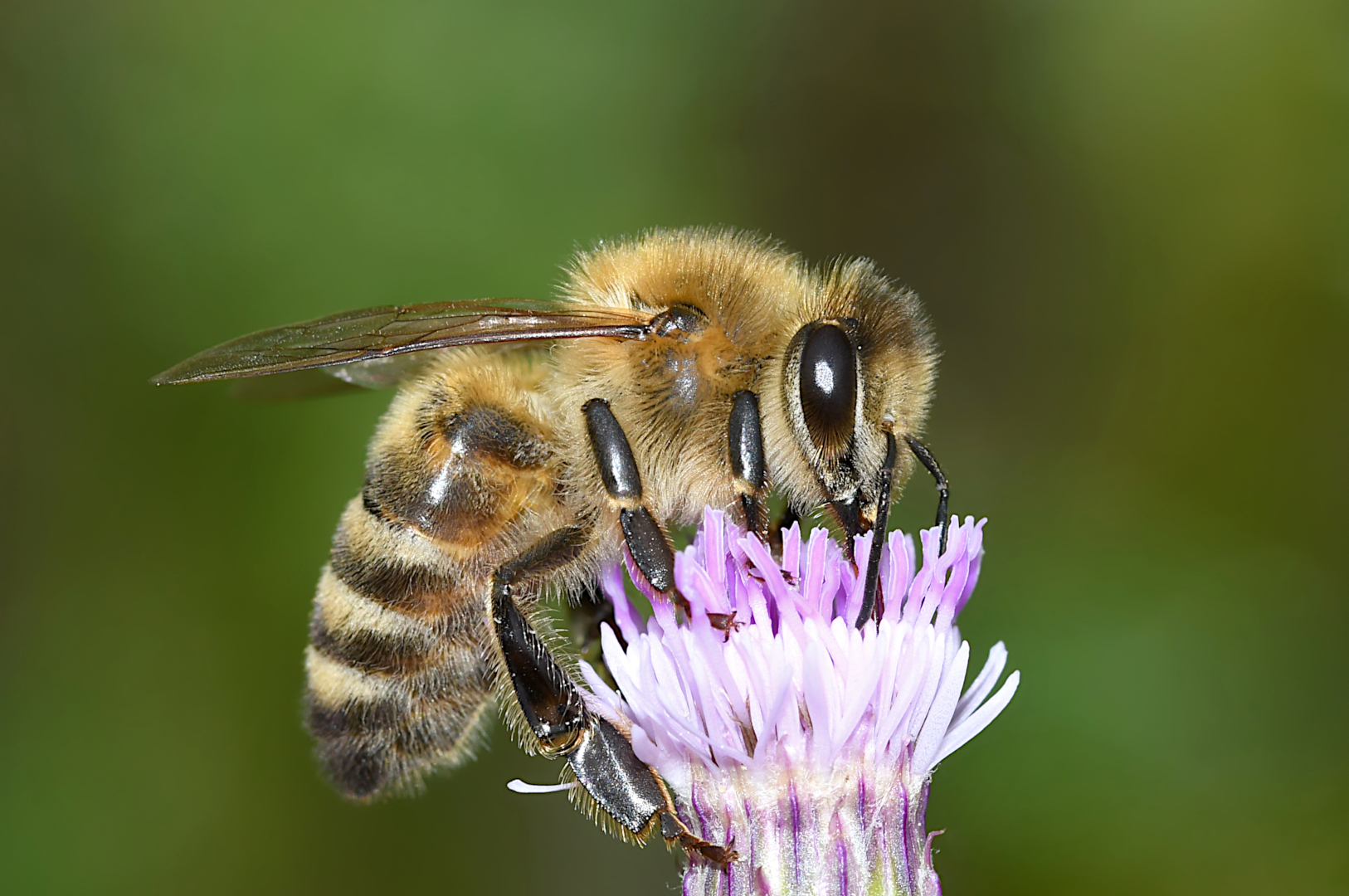 Bienchen auf Kratzdistel