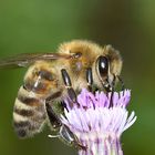 Bienchen auf Kratzdistel