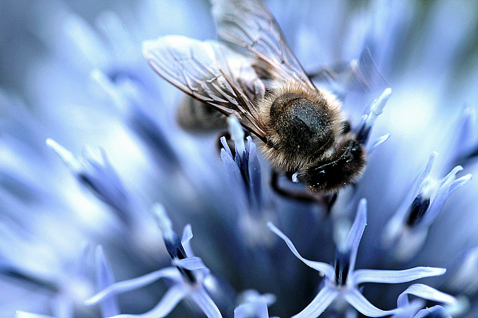 Bienchen auf Kugeldistel