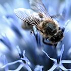 Bienchen auf Kugeldistel