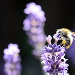 Bienchen auf Lavendel