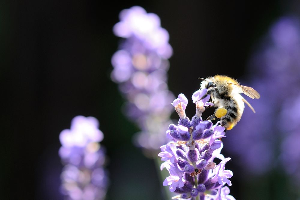 Bienchen auf Lavendel