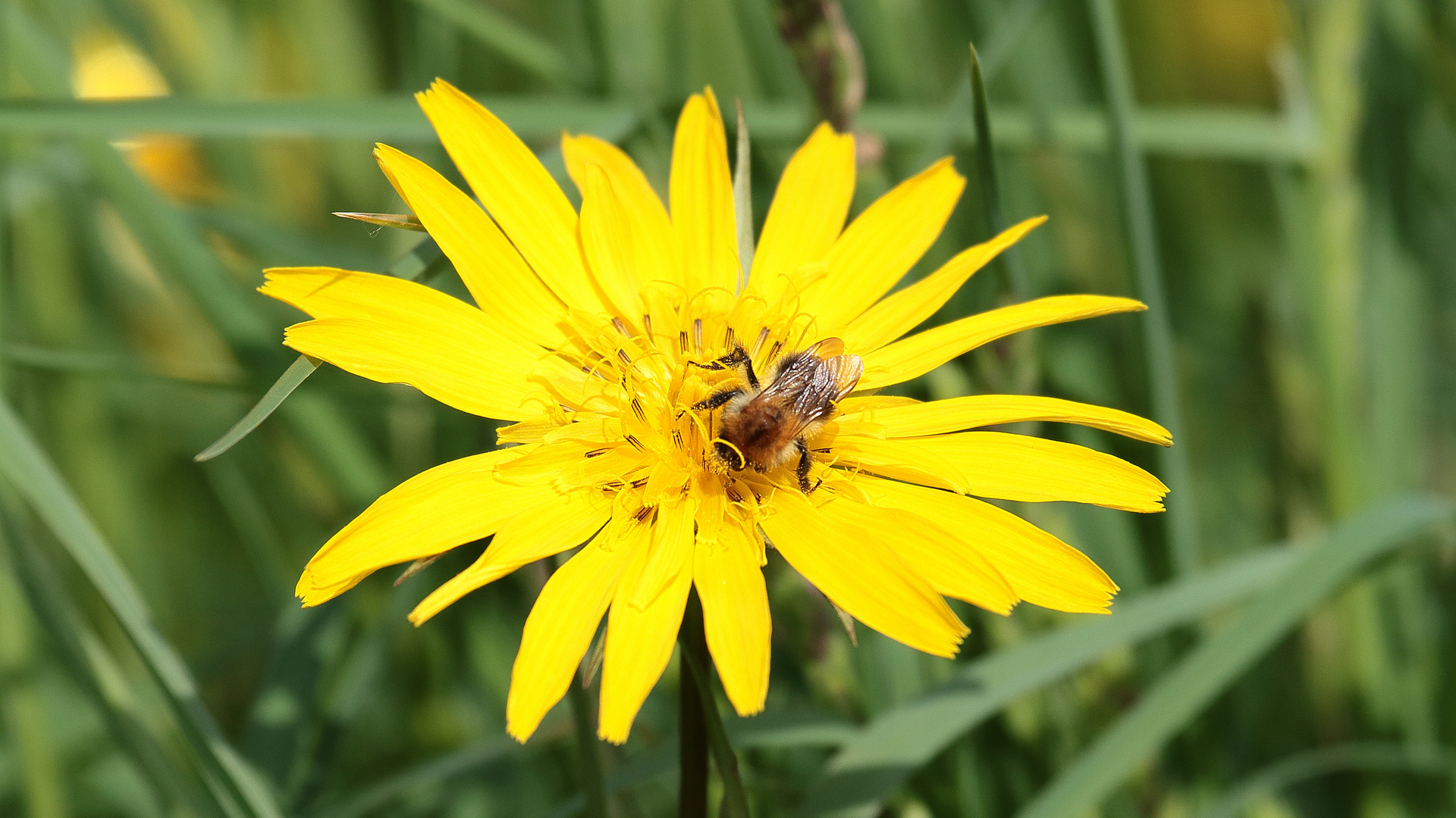 Bienchen auf Löwenzahn