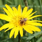 Bienchen auf Löwenzahn