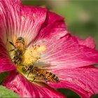 Bienchen auf Malve