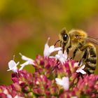 Bienchen auf Oregano