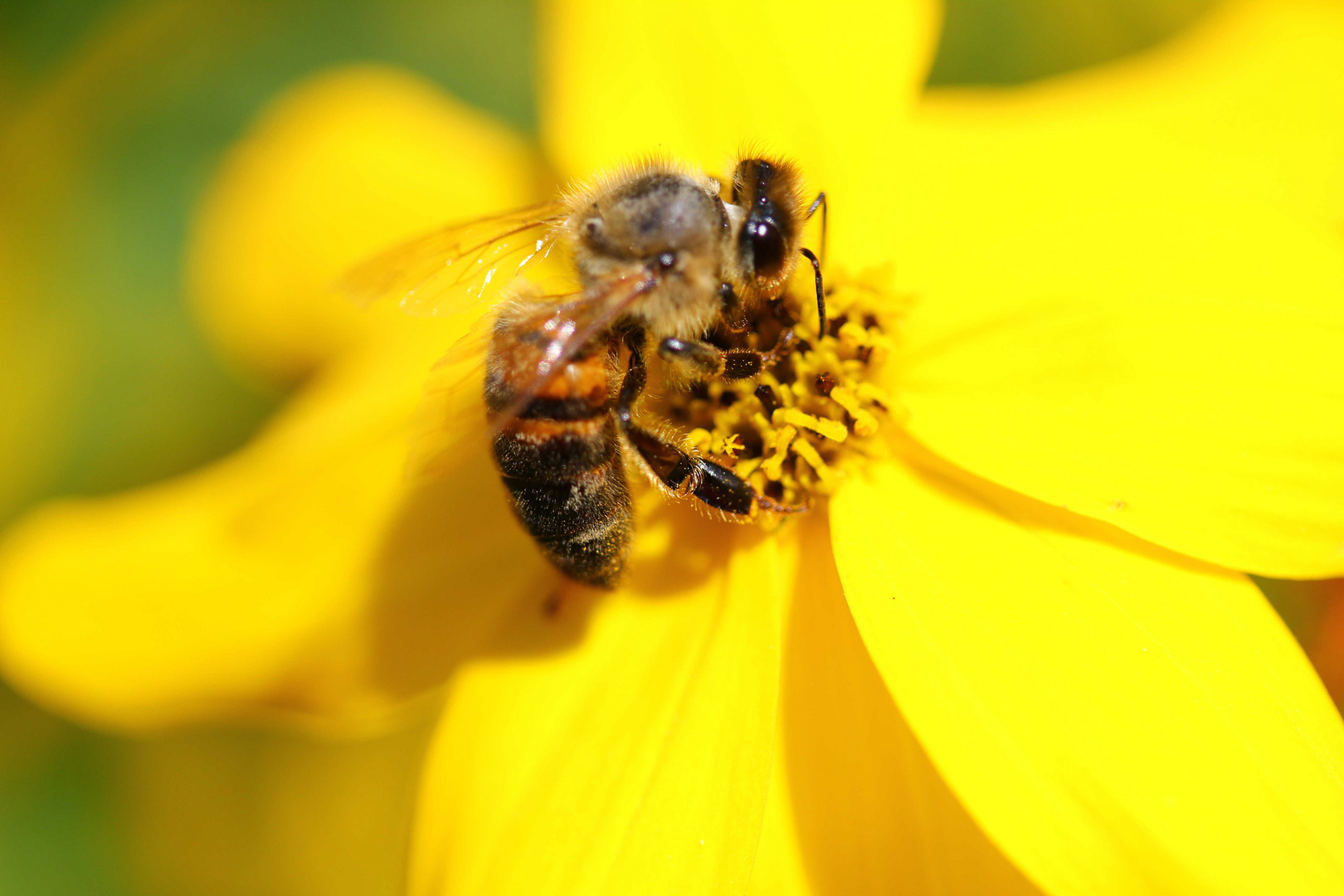 Bienchen auf Pollensuche
